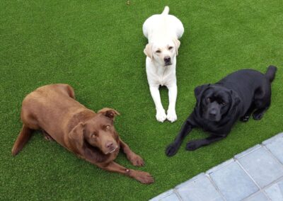 Three dogs relaxing on a pet-friendly artificial grass lawn